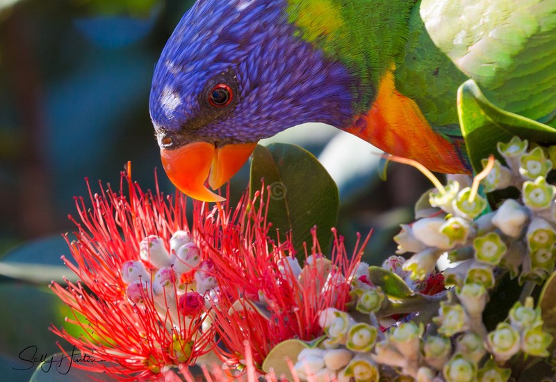 Lorikeet Feeding 8