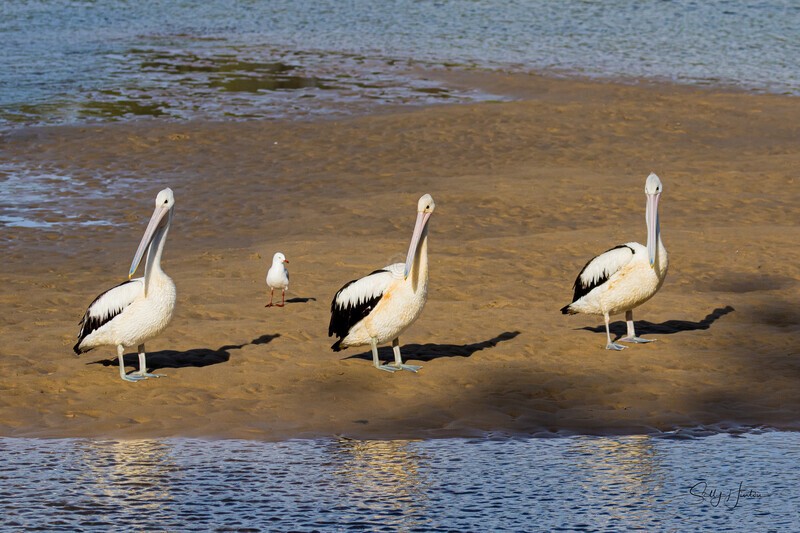 Three pelicans all in a row. 0A3A6306 - Pelicans