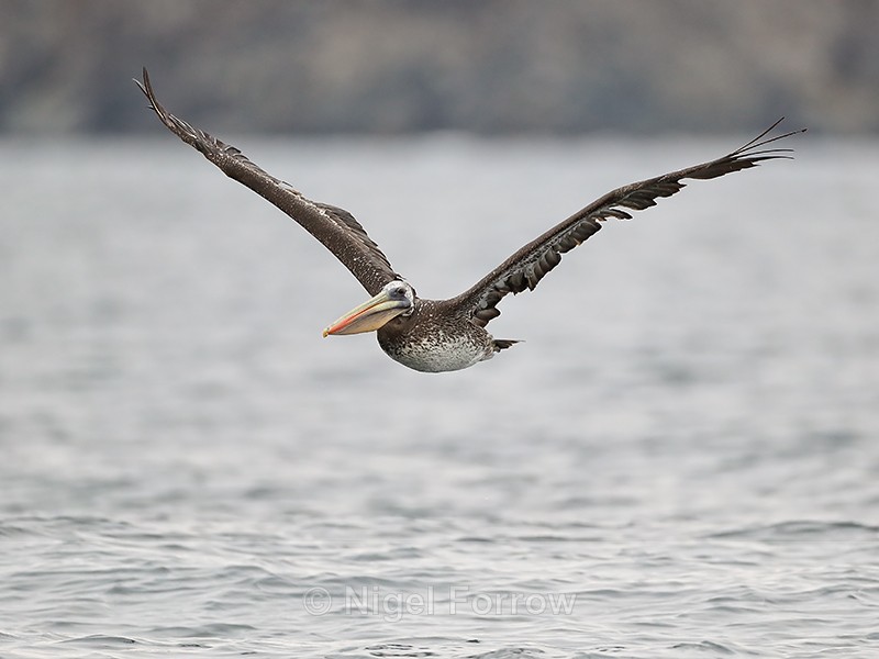 Peruvian Pelican in flight, Chile - Peruvian Pelican