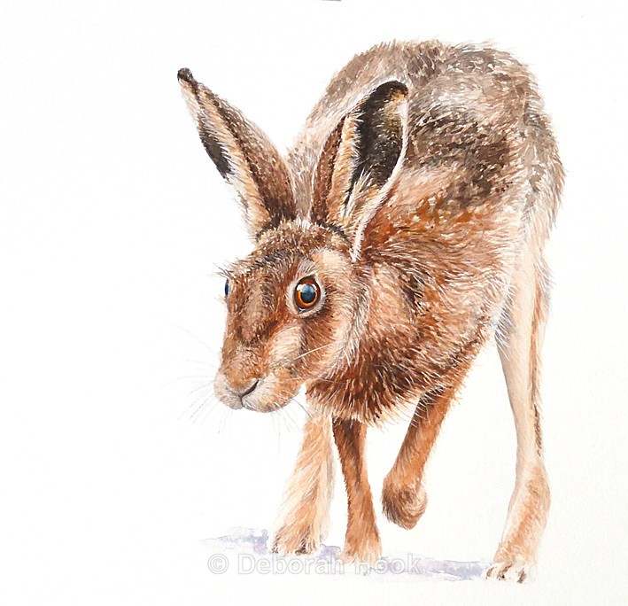 Off I go - British Wildlife
