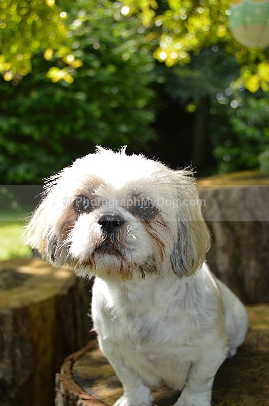  - Shih Tzus