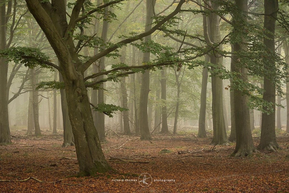 Ashridge slant - Woodland