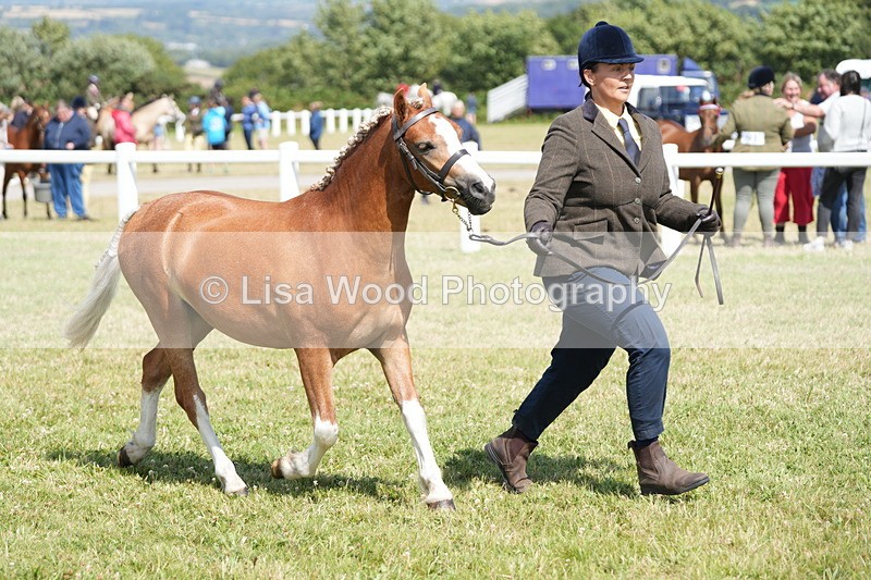 DSC07317 - Class 68: NPS SHP Youngstock