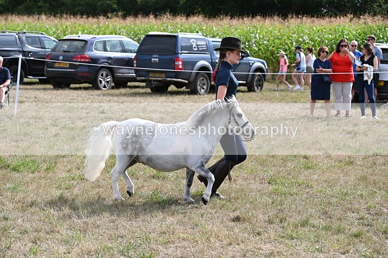 WJ6_7077 - Class 21 Shetland & Mini Horses