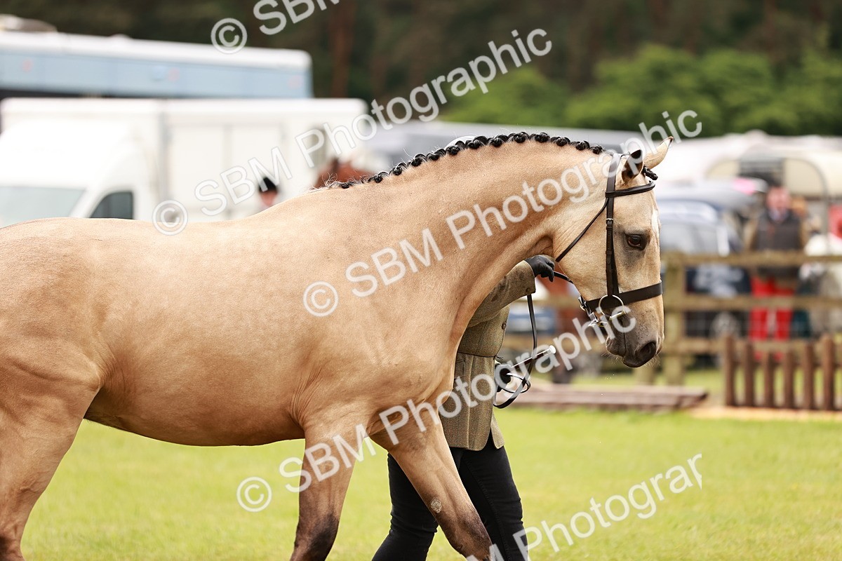 SBM_00695 - Class 26-30 Sport Horse In Hand