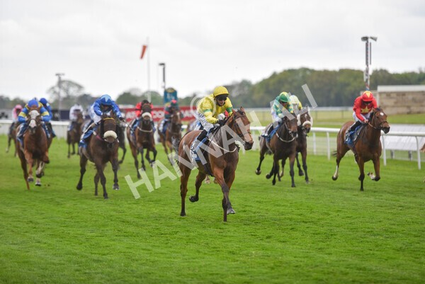 yr14052021r5-36 - Race 5 3.40pm The Jigsaw Sports Branding Handicap