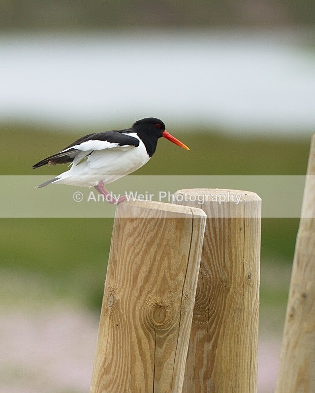 20110615-IMG_5844 - Oyster Catcher