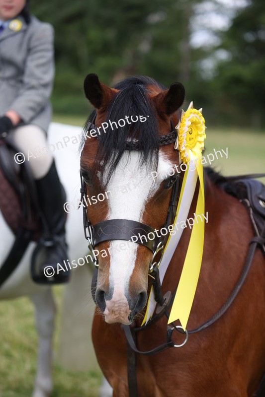 20260614-0831 - Class 20 - Beginners Working Hunter Pony