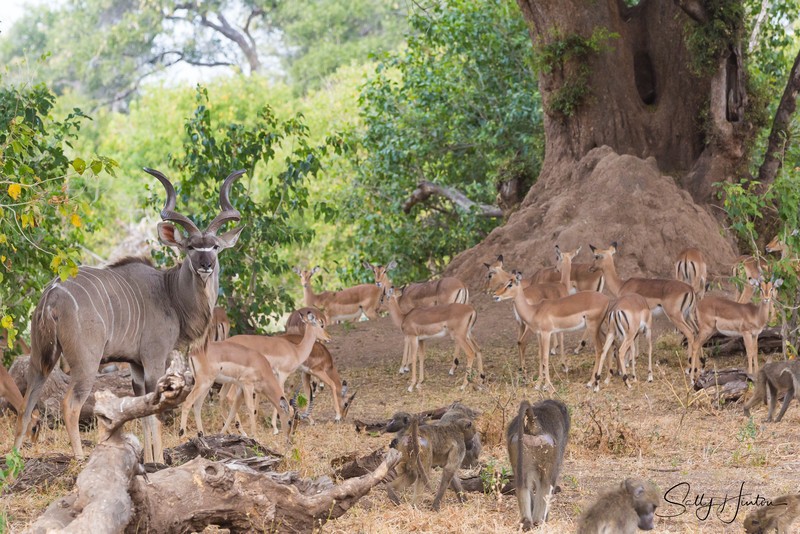 Impala Mashatu Tree 2
