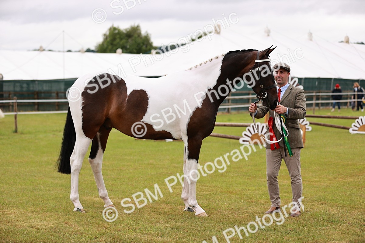 SBM_00800 - Class 26-30 Sport Horse In Hand