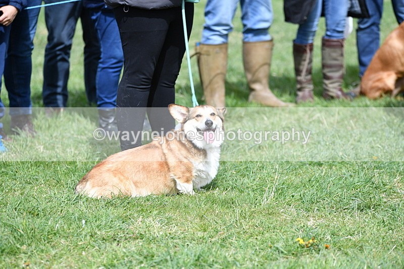 WJ5_9710 - Class 3 Most Handsome Dog