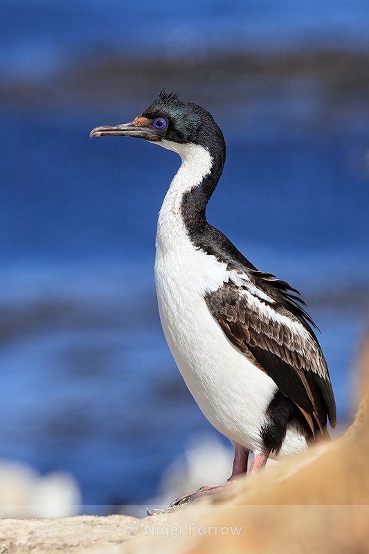 Imperial Shag standing upright side view, Carcass Island, Falklands - Imperial Shag