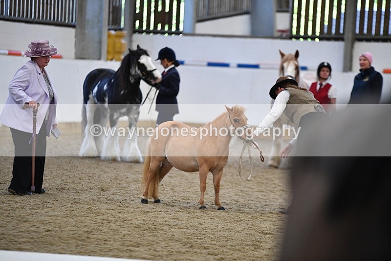 WJ5_4696 - Class 7 In hand coloured / odd coloured