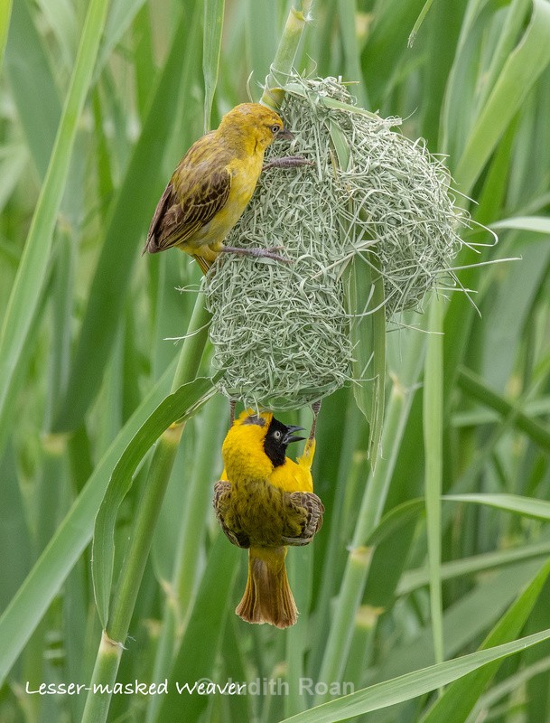  - South Africa Birds and Mammals