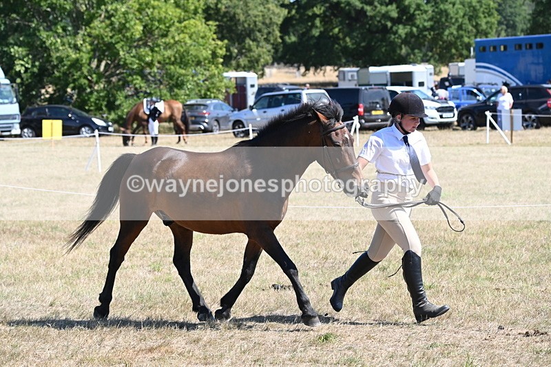 WJ6_8568 - Class 37b Best Loan Pony In-hand