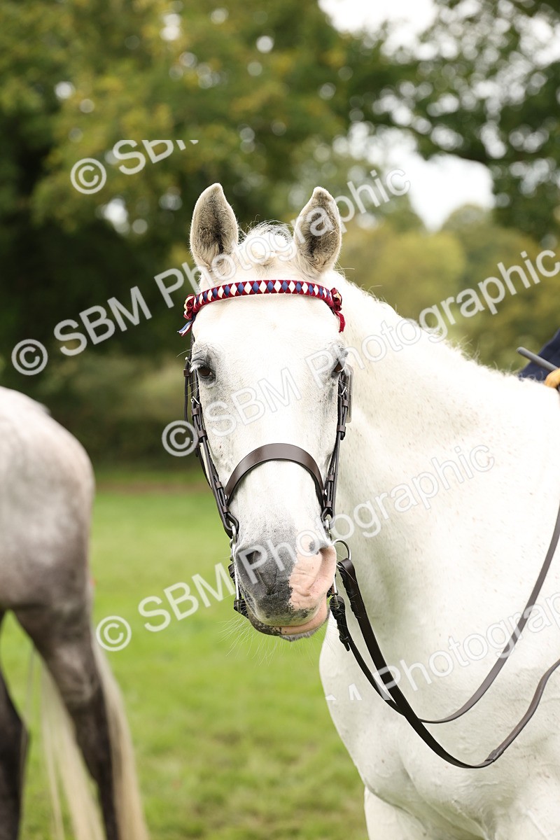 SBM_64309 - S65 - Riding Horse & Hack & Thoroughbred Ridden
