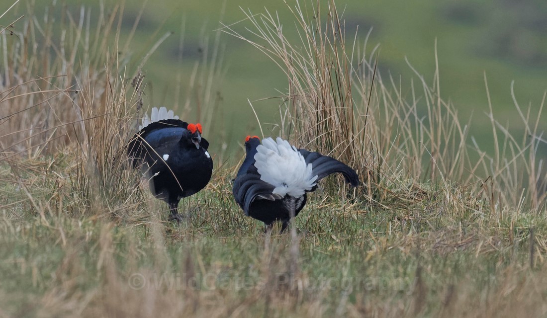 Teesdale  2018-04-15 18-00-45  - Teesdale Black Grouse and others