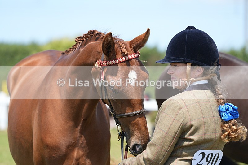 DSC06292 - Class 54: Hunter/Riding Horse/Hack 1 & 2 yr olds
