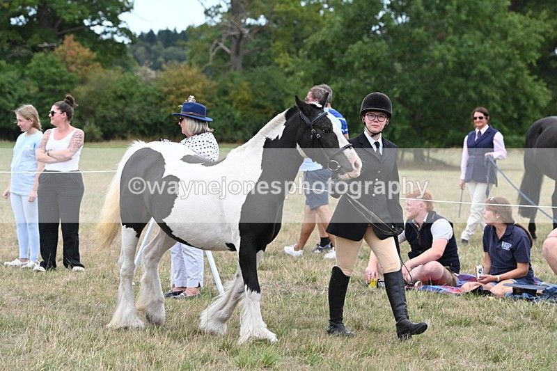 WJ6_5209 - Class 18 In-hand Coloured