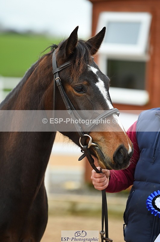 230416A-140848-04752 - Cls 46+43 In Hand Warmbloods and Foreign