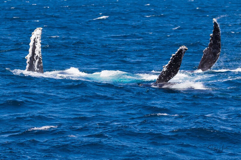 Three Pectals 0A3A4068 - Humpback Whales