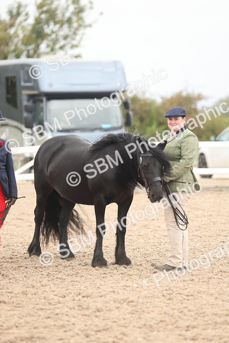 SBM_19306 - Class 317 - IH Pure Bred Horse-Pony