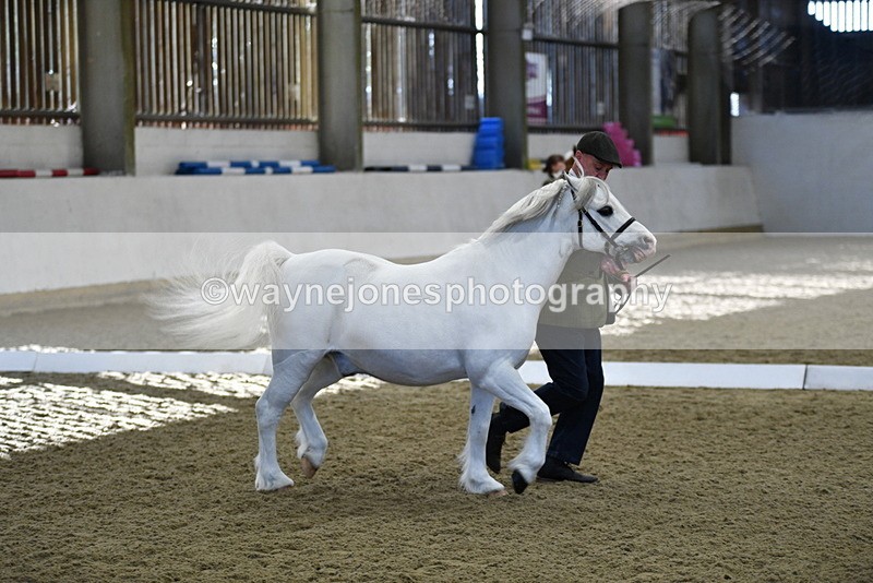 WJ5_3651 - Class 5 In Hand Veterans