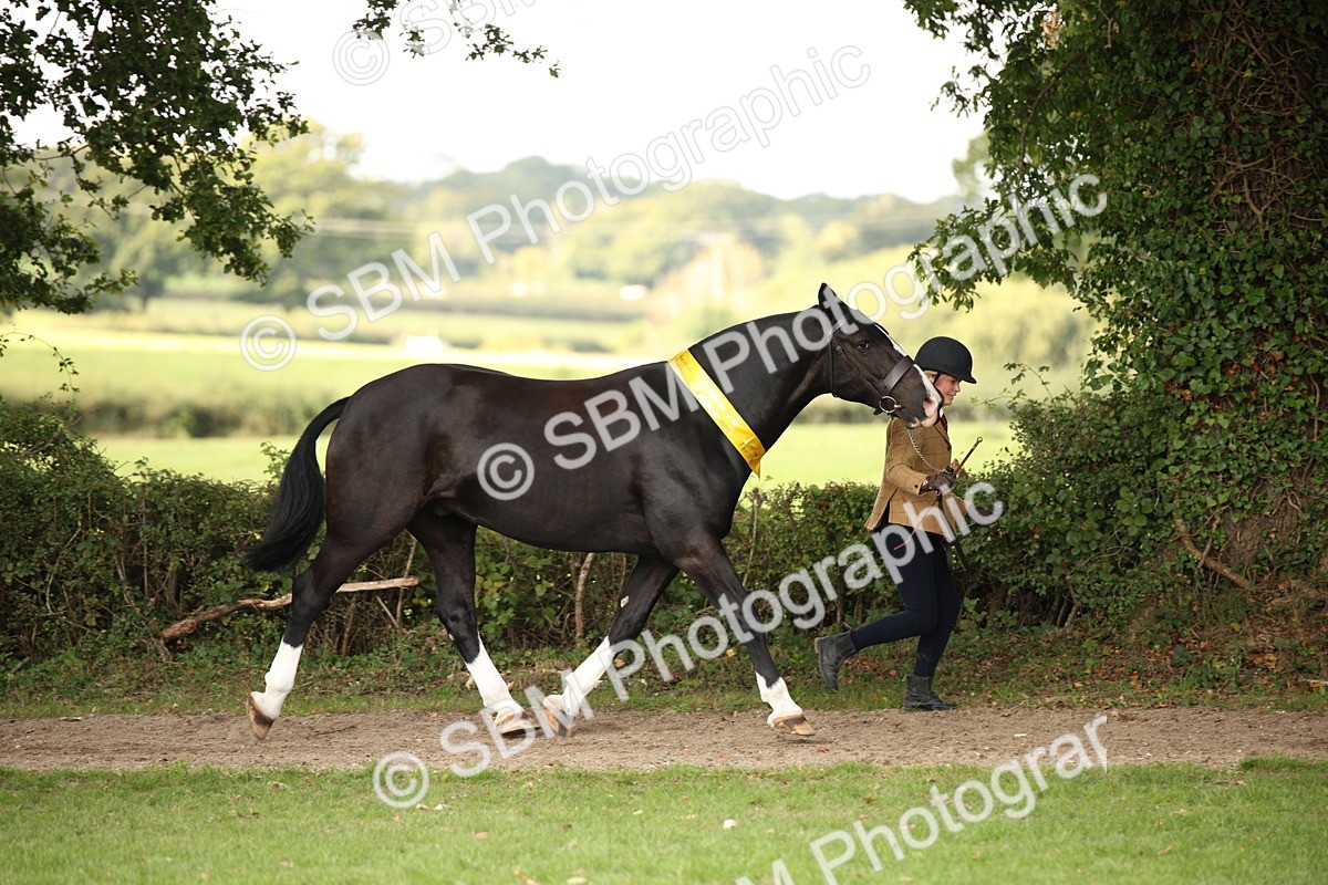 SBM_62921 - In Hand Horse Supreme Championship
