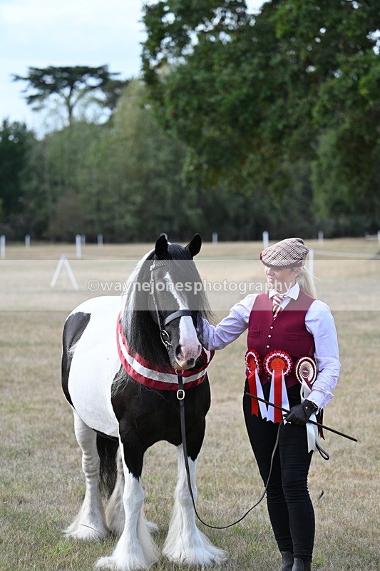 WJ7_8383 - In-hand Championship