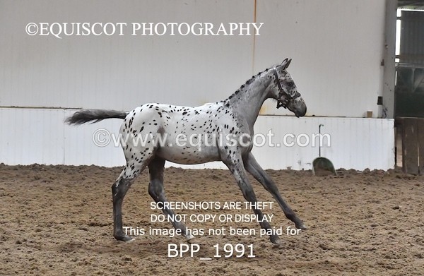 BPP_1991 - AFTERNOON 12.30 - 3.30PM