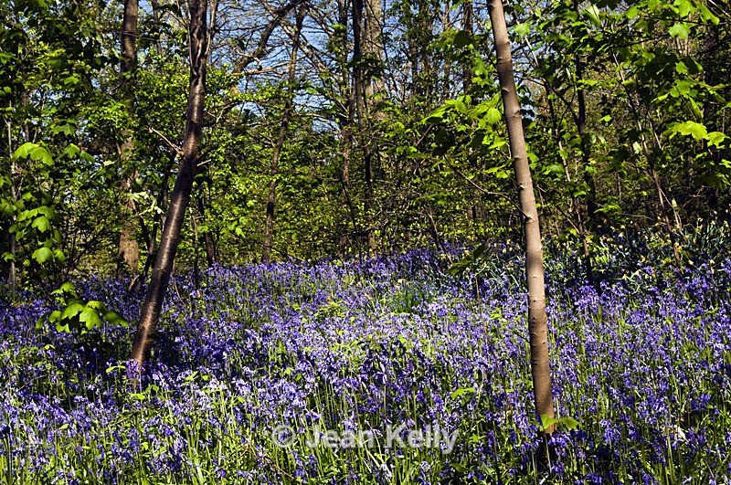 Tree - 8828 - Trees