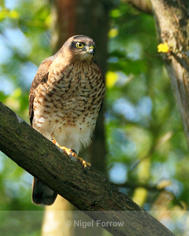 Sparrowhawk (juvenile) perched on a branch - Sparrowhawk