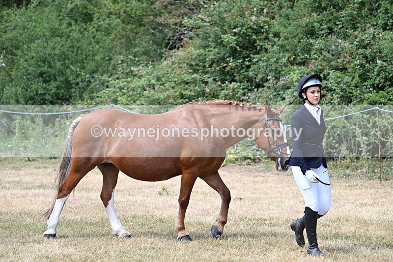 WJ7_1958 - Class 4a Prettiest Mare 14.2hh and over hand