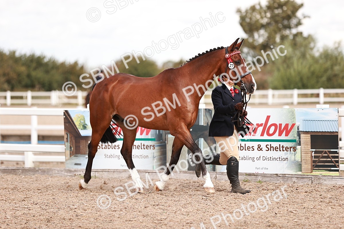 SBM_14184 - Class 407 - IH Hack Riding Horse