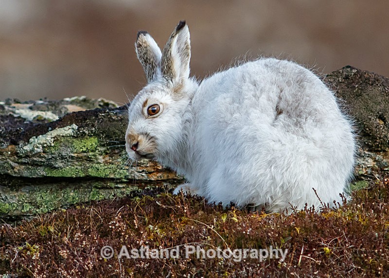 Astland Photography, Bird and Wildlife Images, Susan and Peter Wilson, U.K.