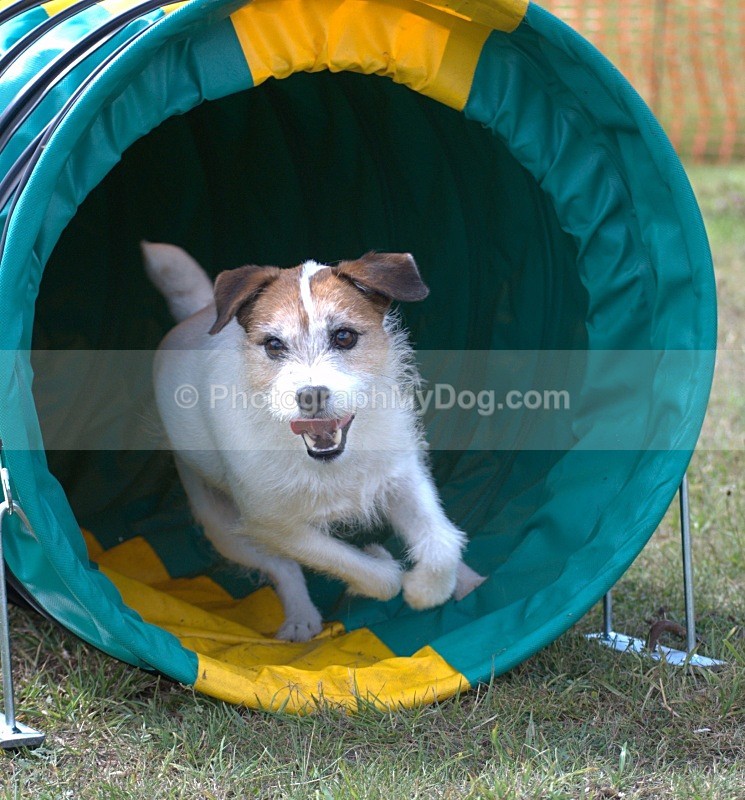  - Parsons Terriers