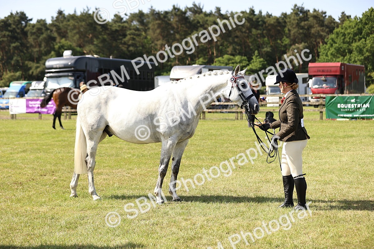 SBM_12939 - Class 75-76 LIHS BSHA Rising Star Hack Riding Horse