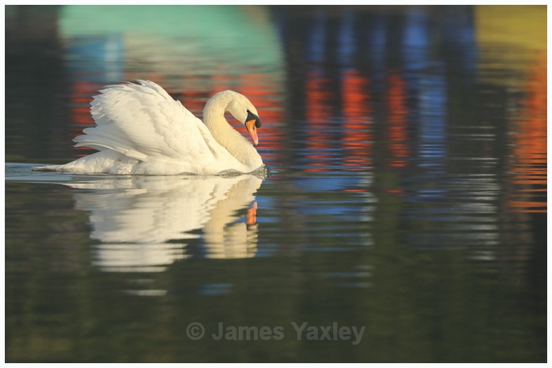 Busking Mute Swan  - Latest Work