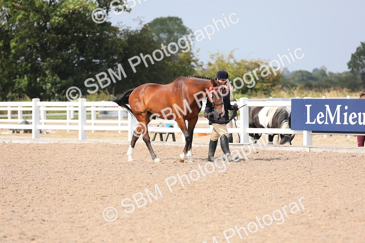 SBM_15666 - Class 312 IH Competition Horse/Pony