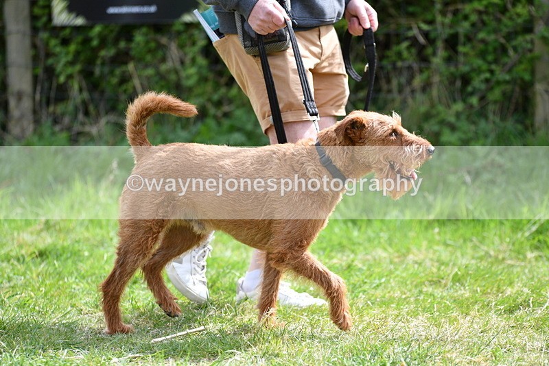 WJ5_9649 - Class 3 Most Handsome Dog