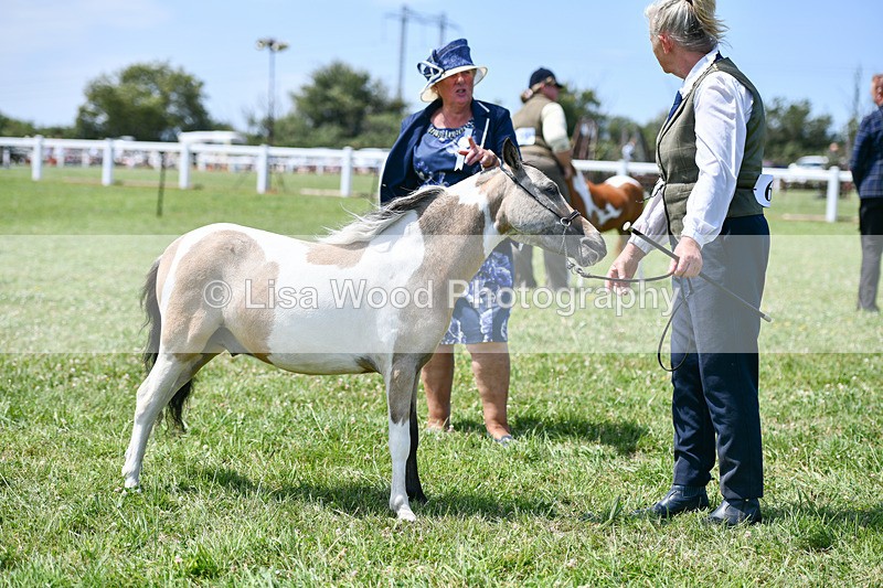 DSC_7411 - Class 62: Coloured Pony Youngstock