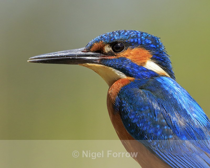Kingfisher (male) close in sunshine, Scotland - Kingfisher
