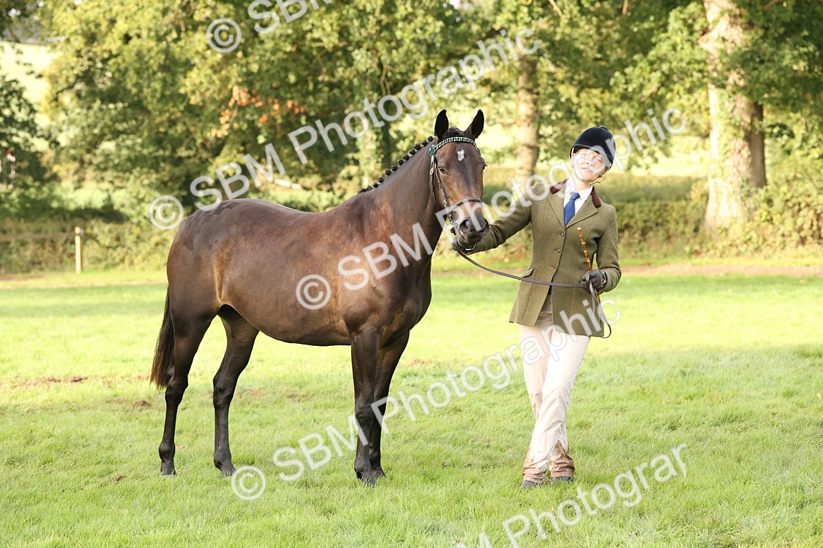 SBM_54998 - S52 - Riding Horse & Hack & thoroughbred In Hand