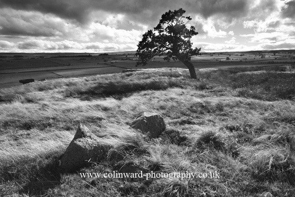 Windswept Tree. Ref 1279 - The Pennines and Cumbria