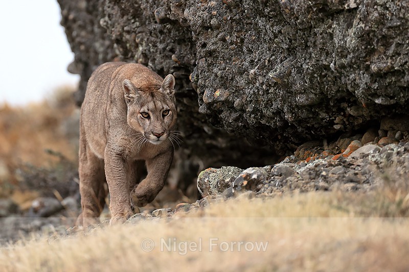 Puma Petaca moves around rock, Torres del Paine, Chile - Puma