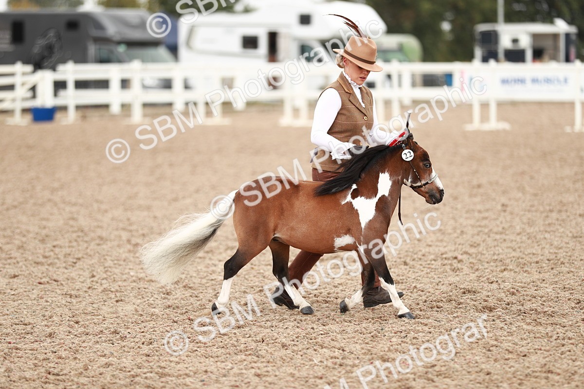 SBM_11944 - Class 206 IH Non Show Type Pony
