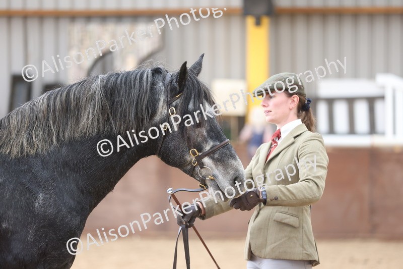 20251109-1011 - Class 27 - Stallions 4 Years and over