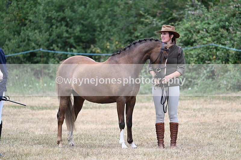 WJ7_1477 - Class 4 Prettiest Mare up to 14.2hh in hand