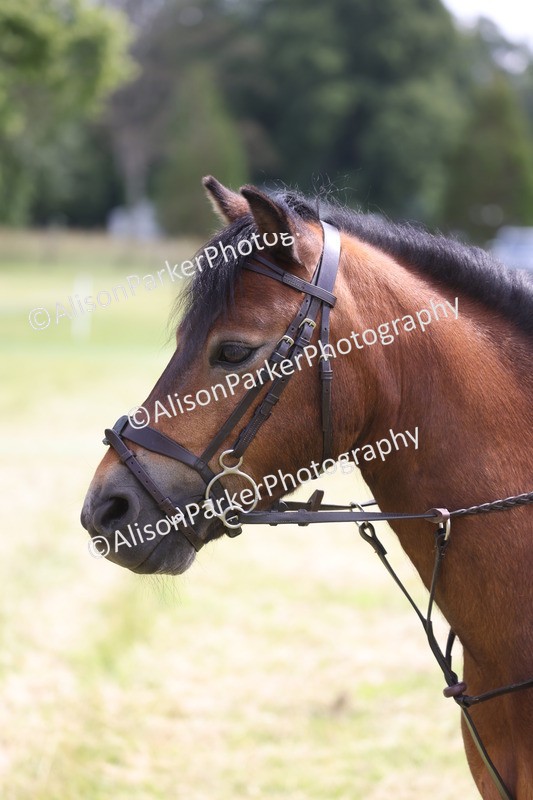 20260614-1809 - Class 21 - Novice Working Hunter Pony
