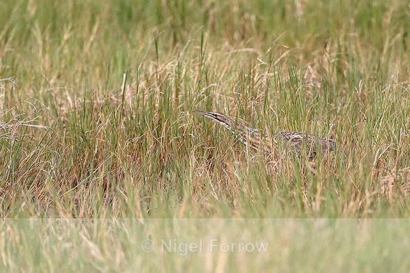American Bittern in long grass, Viera Wetlands, Florida - American Bittern